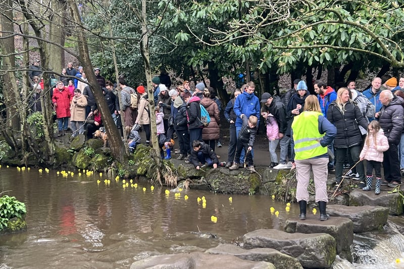 At it's thickest, the ducks formed a streaking yellow ribbon down the river. Pictured here is the 'stepping stone waterfall', the ducks' final challenge before the finish line.