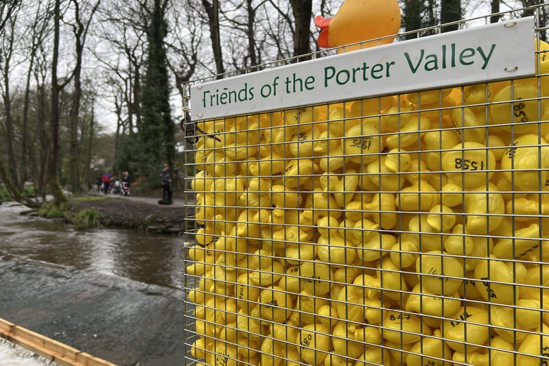 Well over a thousand ducks splashed down in the River Porter on race day. 