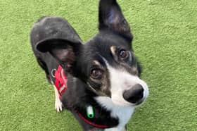 Ozzy the collie is looking for a home after the death of his old owner. Photo: Thornberry Animal Sanctuary