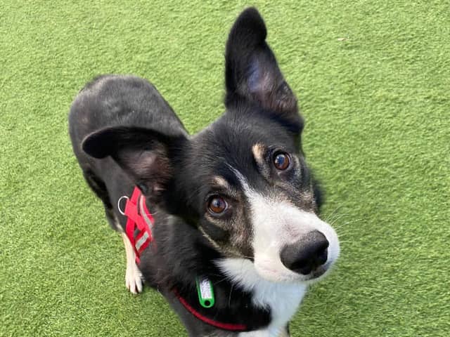 Ozzy the collie is looking for a home after the death of his old owner. Photo: Thornberry Animal Sanctuary
