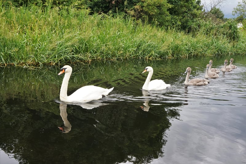 A family of swans were pictured in July 2020 gliding along in single file on the Union Canal in Edinburgh.
