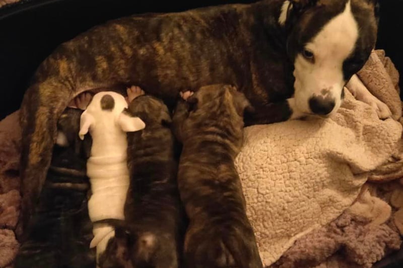 Zena's puppies are aged around seven weeks old and will soon be ready to leave their mummy and start their new life. Photo: Helping Yorkshire Poundies 