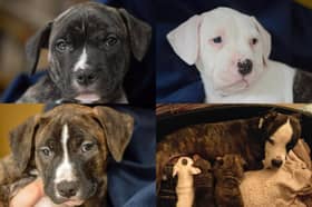 Zena's puppies are ready for adoption. Photo: Helping Yorkshire Poundies