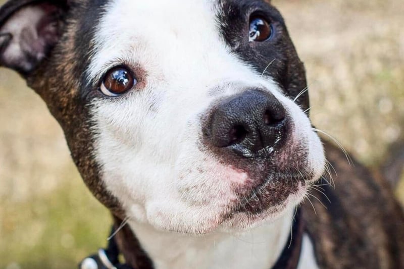 Zena was severely emaciated when she was found - but she continued to nurse her puppies. Photo: Helping Yorkshire Poundies 