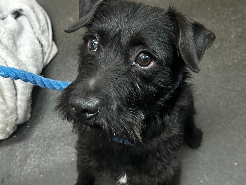 Lovely Taz, a Patterdale, was found roaming as a stray. He is unfortunately not microchipped so we do not know his name or exact date of birth but the kennels have named him and aged him around only 1 year old. Taz is a typical terrier, confident, high energy and playful. He will need an active home. Taz will need plenty of training to keep him mentally stimulated. Taz appears to be semi-housetrained, he tries to stay clean in his kennel. Taz can be reactive when in his kennel to some other dogs, but he is usually ok with  calmer dogs. Taz deserves to find his five-star terrier loving home.