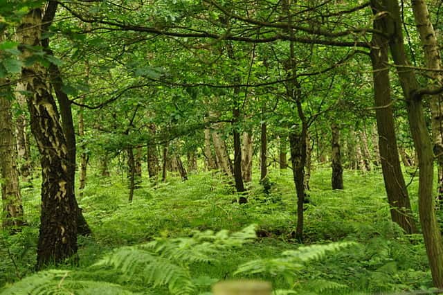 Sherwood Forest was a popular answer with readers, who suggested the lush trees and overgrowth could provide excellent cover from the Hunters. 