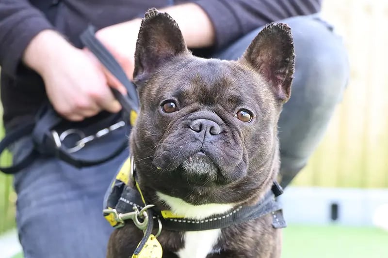 If you like Frenchies then you'll LOVE Elsa! She's friendly with everyone she meets and loves attention. Out and about, she enjoys exploring and will be fine to have doggy walking buddies too. She is very foody, which will make it easy to train her. We can see lots of potential in this bubbly young lass so add her to your favourites if you think you're the PAWfect match she's looking for.
