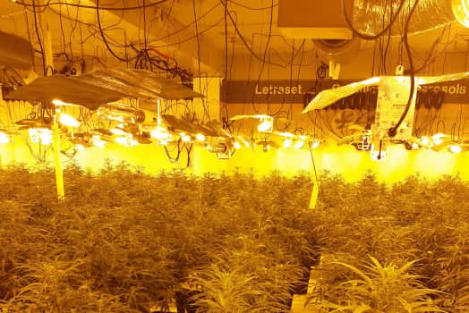 Police uncovered cannabis plants in a raid at a former shop on Moore Street. Picture: South Yorkshire Police