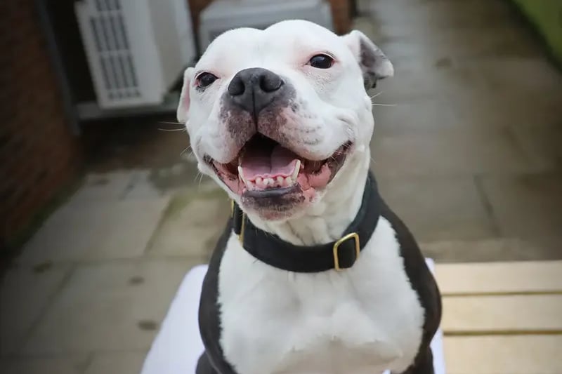 What Bella lacks in doggy social skills, she more than makes up for with her love of humans! She is super friendly with everyone she meets and likes plenty of fuss and attention. After only a few meets she’ll be cuddling with you on the sofa and greeting you with her trademark waggy tail! Everyone who works with Bella adores her and can’t wait to see her settled in her forever home. We know that in a peaceful home with a family who understand her needs and will be around all the time to properly settle her in, she will be the perfect pet.