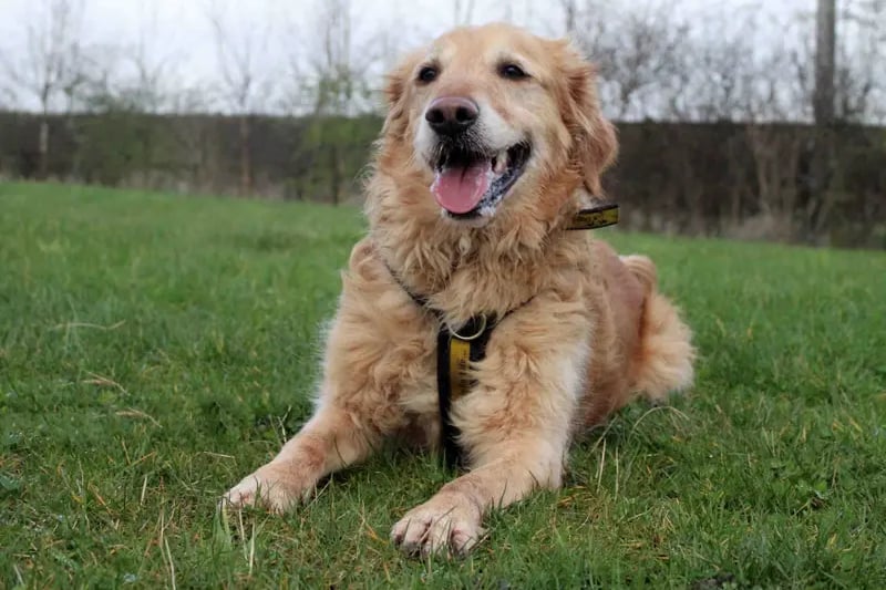 Bentley is a 4-year-old boy who loves his trips to the beach and rural walks to explore so he would like to have a family that are up for taking him on all different adventures. He travels well in the car which will help with this. Adopters who have dog training experience would be beneficial for Bentley as he will need to have his training continued in the home around his resources and management. Bentley is going to be a fab addition to a home that will continue to help him with his training.