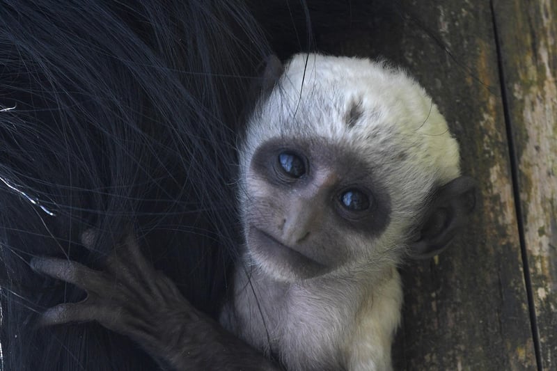 A tiny King colobus monkey born at Blackpool Zoo last year, to mum Taragi and dad Limbali, was called Charles in honour of His Majesty’s coronation on Saturday May 6.
And there was another, smaller baby colubus born not long after, giving the zoo 11 of the endangered species.