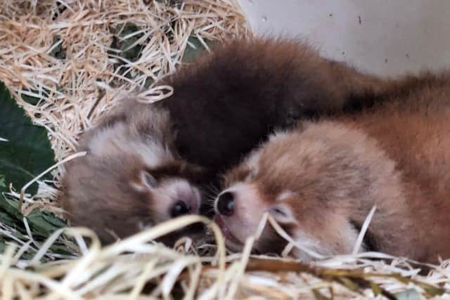 On June 19 2023, a tiny pair of endangered red panda cubs, Kai and Ember, were born at Blackpool Zoo to parents Alina and Tao Tao.