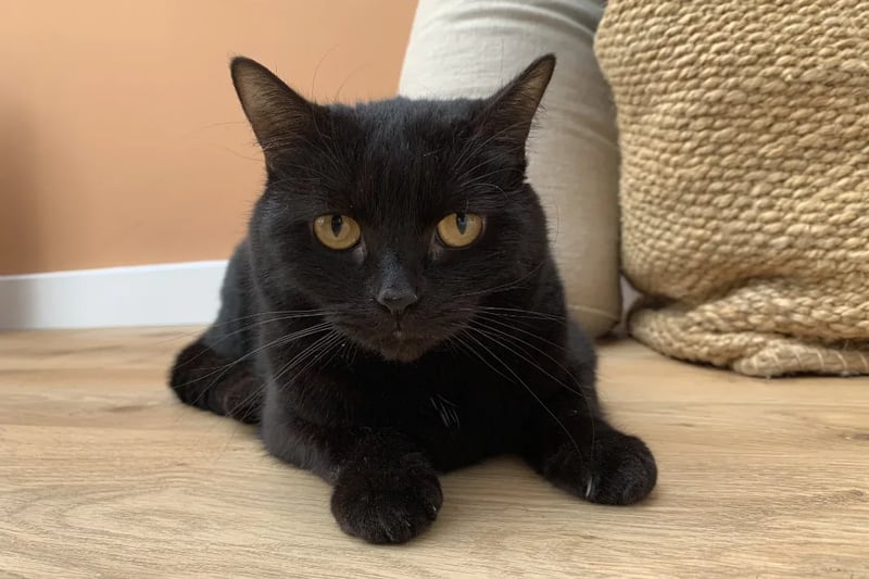 Three-year-old Emilia loves affection and pottering around a garden. She would suit an adult-only home with plenty of love to offer.