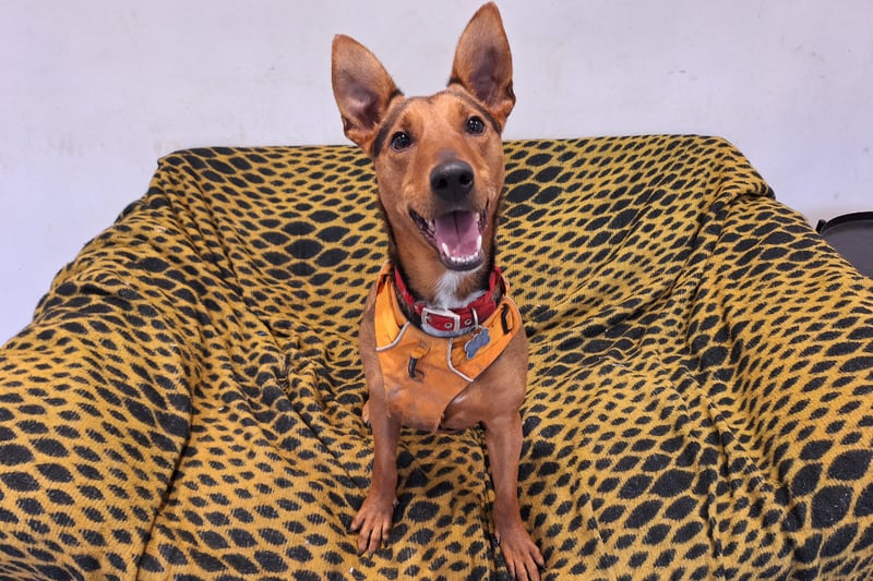 Three-year-old Harley is a Crossbreed who is super active and incredibly intelligent. It takes a lot to tire her out so she would enjoy a family who can give her plenty of enrichment.