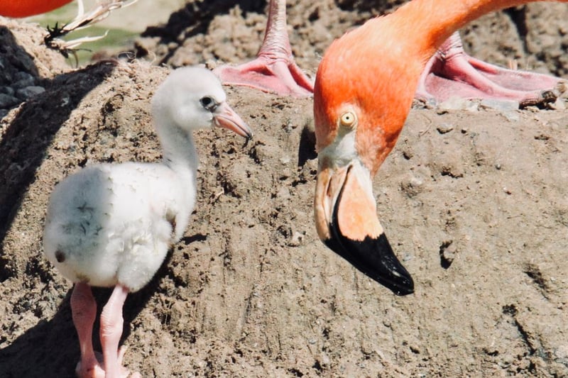 Four flamingos have set a new record for keepers at Blackpool Zoo in August 2023 after becoming the largest group of chicks to ever be successfully reared by their parents.