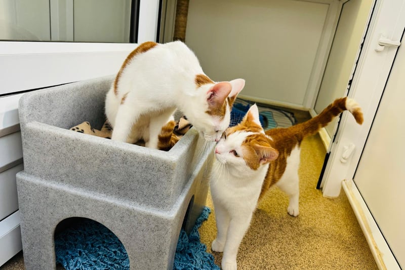 Arthur and Molly are a pair of closely bonded one-year-old kittens, who would love to find a new home together with a perfect spot for cuddling up together.