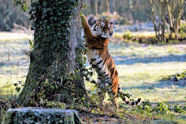 It isn't just babies who have arrived at Blackpool Zoo. In May 2023, the  Big Cat Habitat opened to the public after the zoo invested £1.5 million into the new enclosure. It saw the introduction of new male Amur tiger Rusty, who moved to Blackpool from Longleat Safari Park in Warminster.