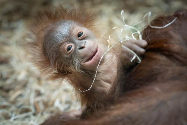 Cute little Jarang, the orangutan was born to mother Jingga and father Kawan at Blackool Zoo on June 14 2023. One of a critically endangered species, this little one was the first to be born at the Lancashire zoo in two decades.