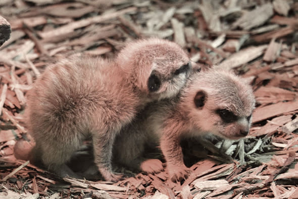 These two delightful baby meerkats were the latest of a number of the little animals who have a thriving community at Blackpool Zoo.