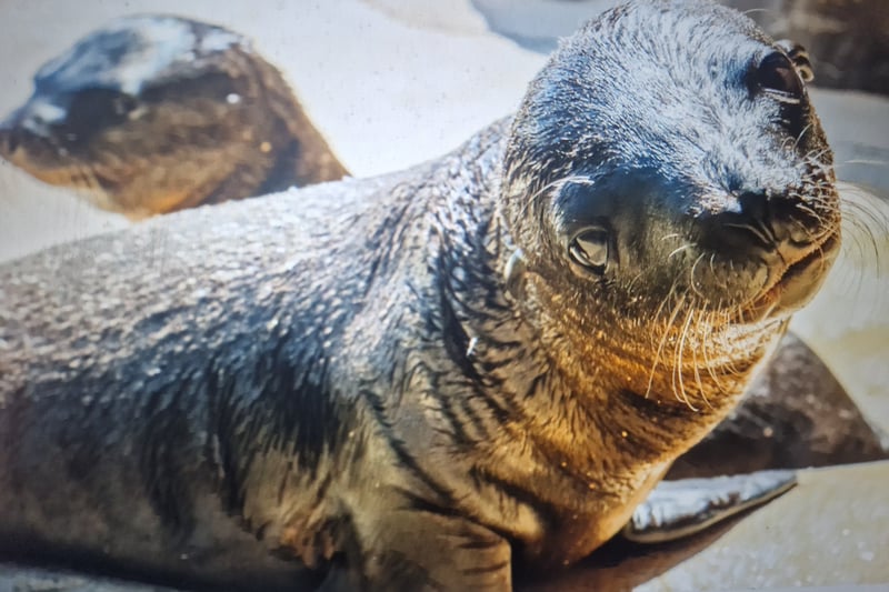 Three tiny sea lions – two male pups and one female – were all born in June 2018 at Blackpool Zoo to three different mums.