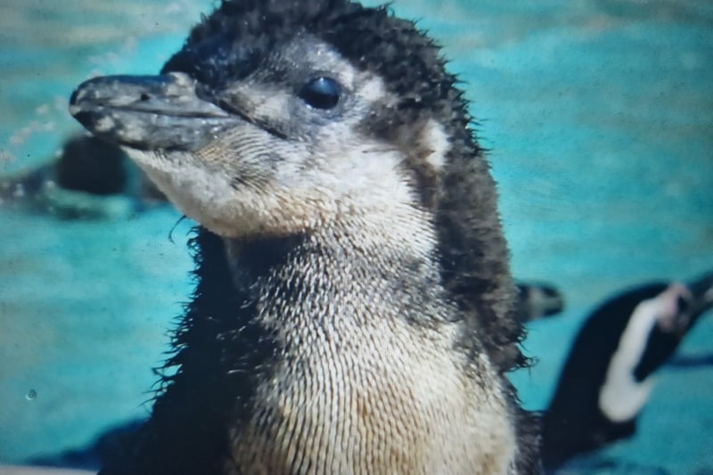 A little Magellanic penguin puts in a appearance at Blackpool Zoo