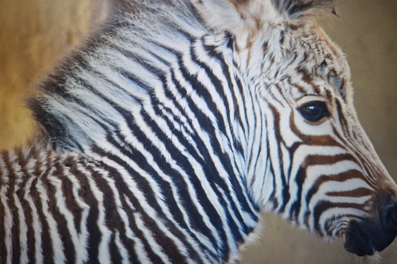 There were celebrations all round as the only Hartmann’s mountain zebra to be born in the UK in 2015 arrived safely on the morning of Friday, 11th December. Blackpool Zoo named the new arrival Jabali.