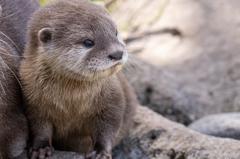 Back to the little ones and in Spring 2021, Blackpool Zoo welcomed some adorable babies born to the resident Asian short-clawed otter pair.