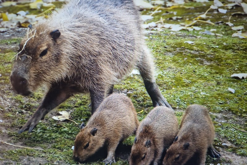 Blackpool Zoo has a healthy capybara population - here's a mum with three delightful little ones!