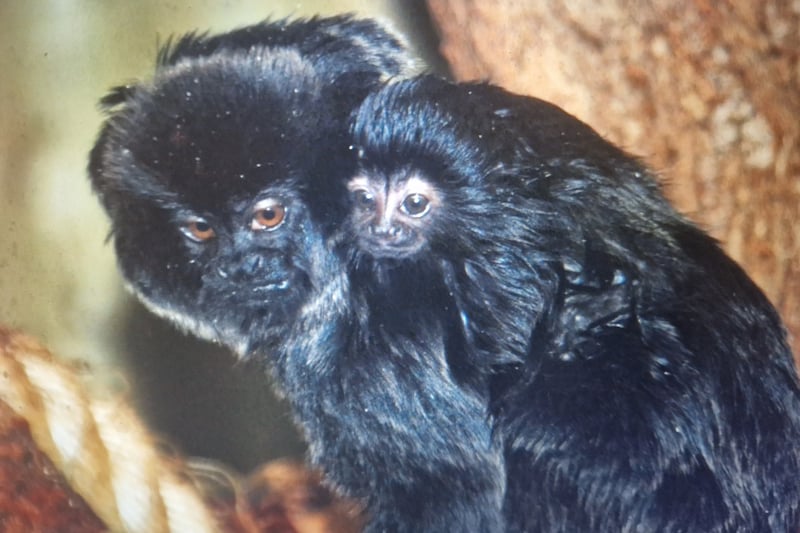 Blackpool Zoo celebrated when a baby Goeldis monkey was born there.