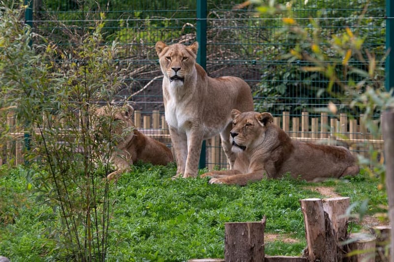 Blackpool Zoo officially opened the doors to its new purpose-built big cat facility on Friday, May 26, when Khari, the African lion who was born at Blackpool Zoo in 2015, returned to head up a new pride with three females, who arrived from West Midland Safari Park.