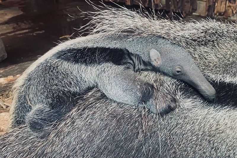 Proud parents, six-year-old Andina and Eskil, had their first baby at the end of July 2017 - the first anteater pup born at Blackpool Zoo