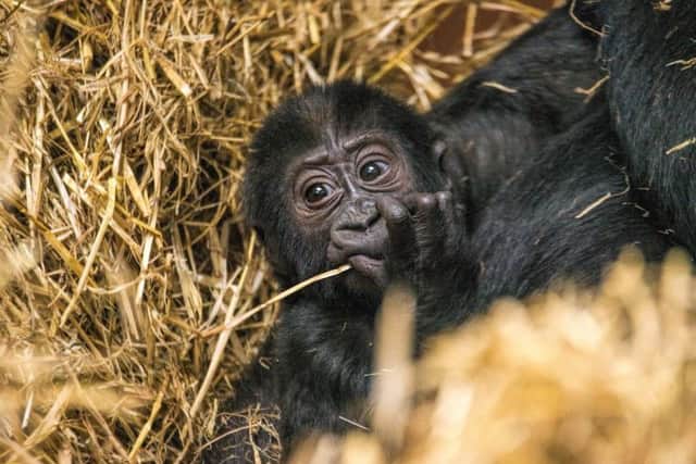 The world's dwindling population of western lowland gorillas was given an adorable boost on September 5,  2017, whe this
 tiny baby was born in the early hours at Blackpool Zoo. He was later named Makari.