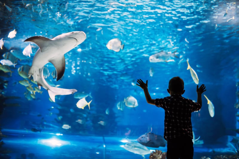 Dive into the underwater world at the Sea Life Centre. On specific dates, they open their doors an hour early to provide a more comfortable visit for those with autism and other sensory requirements. Explore marine life without the crowds.
