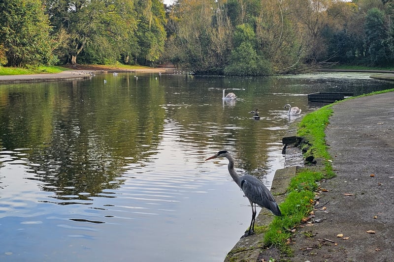 The "people's park" is home to various bird species around the lake including swans, ducks and the occasional heron. There is also an Old Swimming Pool Garden, two playgrounds, three football pitches, a bookable tennis court and a bowling green among other facilities.