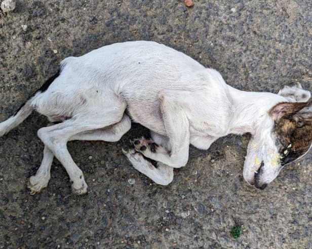 The body of a “very skinny” Jack Russell pup was found dumped in a carrier bag in Mexborough, South Yorkshire, on April 6. The RSPCA is asking the the public's help to find what happened.