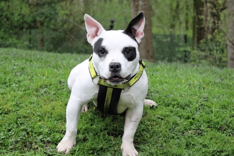 Panda is a Staffordshire Bull Terrier up for adoption in Merseyside. She is around one to two years old and can live with other dogs and children of high school age. Dogs Trust cannot guarantee that she is house trained.