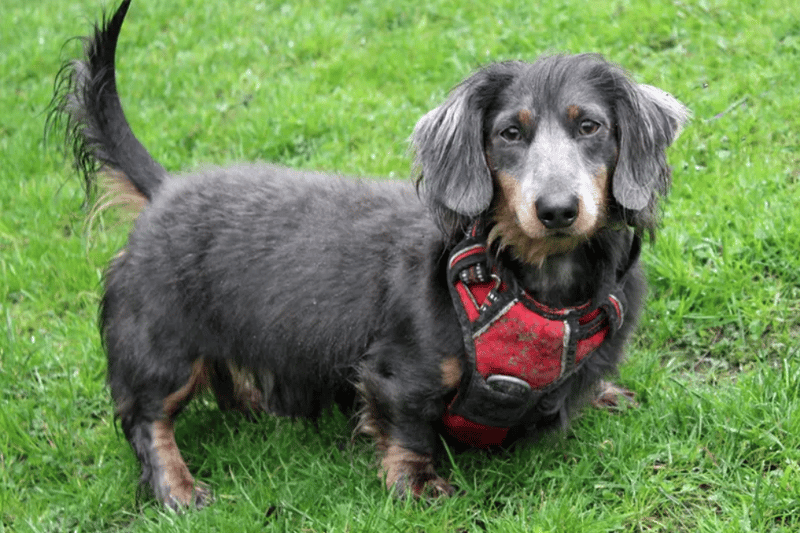 Spike is a Miniature Long Haired Dachshund, who is up for adoption in Merseyside. He is house trained and can live with a well matched dog and children of high school age. He has separation anxiety and will need someone at home with him full time. 
