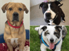 Adopt a dog Sheffield: RSPCA shares adorable videos of rescue dogs ready to go to their forever home