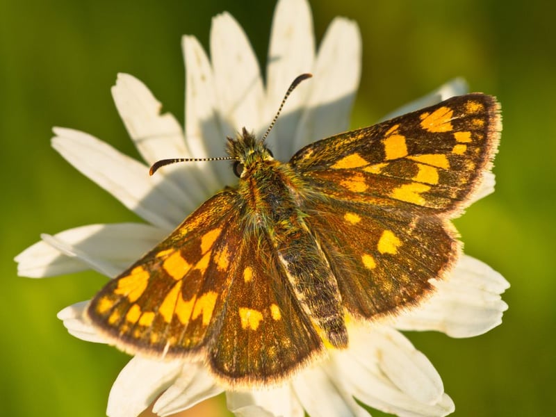 Although still rare in Scotland, the tiny chequered skipper has enjoyed something of a resurgence, with a huge 640 per cent increase in numbers (admittedly from a low base). Officially extinct in England since 1976, Scotland is the only place in the UK where you can see the chequered skipper butterfly. One of the best locations to see the pretty insects is the Allt Mhuic butterfly reserve, 20 miles north of Fort William, which features the grassland habitat favoured by the species. They only fly for a short period of time. from late May to the middle of June.