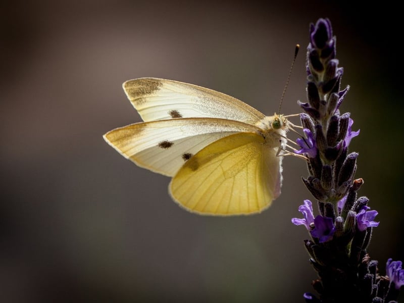 A familiar sight in many gardens, the large white has enjoyed a 126 per cent increase over the last decade in Scotland. One of the group of butterflies known as 'cabbage whites' - or the Pieridae family to give them their scientific name - the large white's caterpillars do often feed on cabbage leaves. They are fairly common across the Central Belt and Borders, though less so in the north of Scotland. The adults can be seen on the wing from April to December.