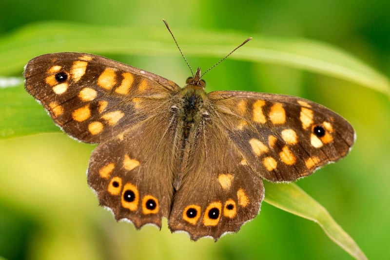 Once relatively rare in Scotland, the dapper Speckled Wood butterfly has become increasingly widespread in recent years - with numbers increasing by 440 per cent in the last 10 years. Emerging in April, their population peaks in early May, with favourite spots being hedgerows and woodland clearings.