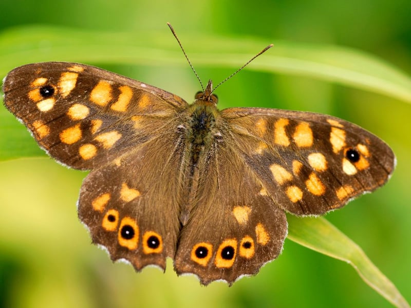 Once relatively rare in Scotland, the dapper Speckled Wood butterfly has become increasingly widespread in recent years - with numbers increasing by 440 per cent in the last 10 years. Emerging in April, their population peaks in early May, with favourite spots being hedgerows and woodland clearings.