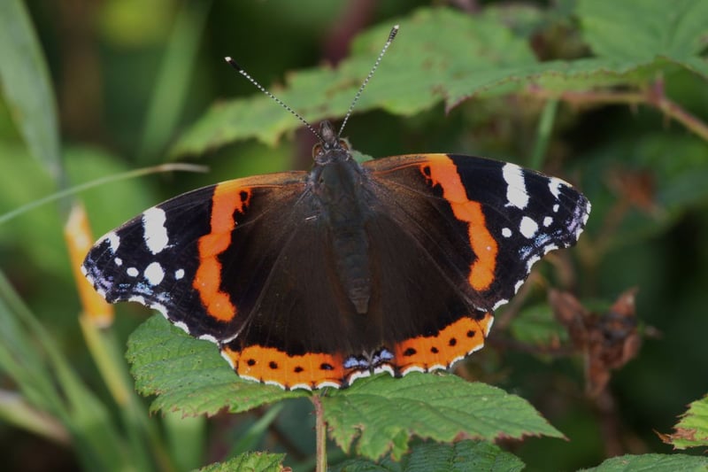 The red admiral has enjoyed an explosion in numbers over the last couple of years, with a 166 per cent growth over the last decade. On the wing from May to October, and common in parks and gardens across Scotland, while the red admiral does breed in Scotland the vast majority of adult insects you see will be migrants from south of the border.