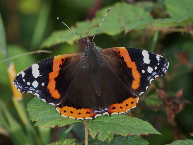 The red admiral has enjoyed an explosion in numbers over the last couple of years, with a 166 per cent growth over the last decade. On the wing from May to October, and common in parks and gardens across Scotland, while the red admiral does breed in Scotland the vast majority of adult insects you see will be migrants from south of the border.
