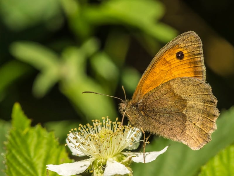 If you are in a Scottish meadow and see a brown butterfly the chances are that it's a meadow brown - particularly now there are 88 per cent more around compared to a decade ago. On the wing from late June to September, long grass and a bit of sun is all the butterfly seems to need to thrive. Wide regional variations in the spotting pattern on the wings have led to it being studied extensively by geneticists over many years.