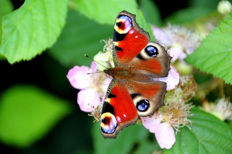 The stunning crimson peacock is one of Scotland's most common butterflies and its numbers are still rising - up 60 per cent over 10 years. Regularly seen in gardens, caterpillars feed on nettles and the adults overwinter in Scotland, emerging on the first warm day of spring. Many also arrive from England over the first half of the year, bolstering numbers further.