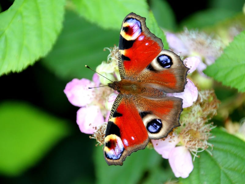 The stunning crimson peacock is one of Scotland's most common butterflies and its numbers are still rising - up 60 per cent over 10 years. Regularly seen in gardens, caterpillars feed on nettles and the adults overwinter in Scotland, emerging on the first warm day of spring. Many also arrive from England over the first half of the year, bolstering numbers further.