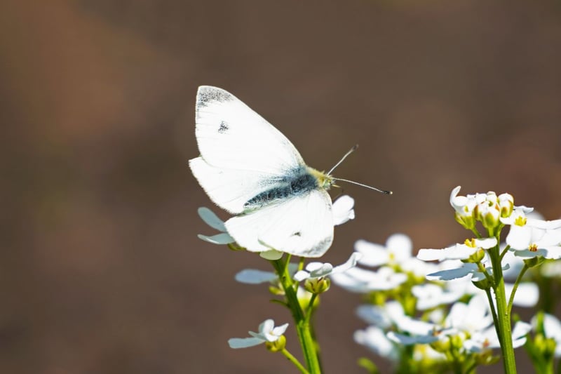While not having had quite a successful last 10 years as their larger cousins, there are still 64 per cent more small whites in Scotland than in 2014. It is relatively easy to distinguish from the Large White due to its more diminutive size and has a similar distribution, on the wing during the summer months.