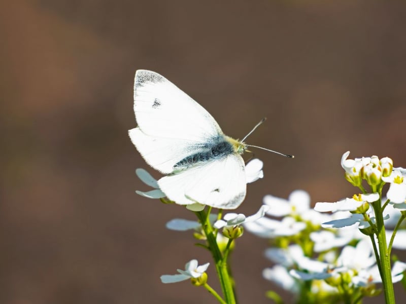 While not having had quite a successful last 10 years as their larger cousins, there are still 64 per cent more small whites in Scotland than in 2014. It is relatively easy to distinguish from the Large White due to its more diminutive size and has a similar distribution, on the wing during the summer months.