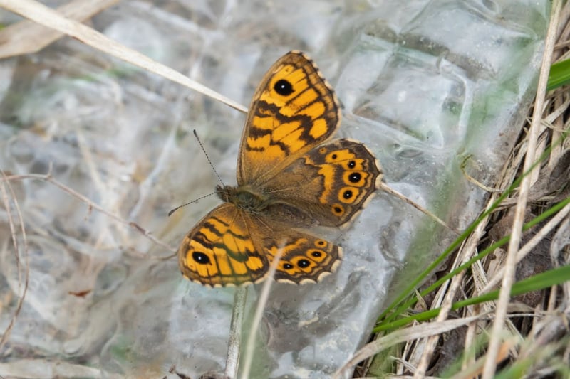 Also known as the wall brown, the wall butterfly is fairly common across England but is absent from most of Scotland - but it's now moving north, with numbers up 244 per cent since 2014. Your best chance of seeing them is on bare ground on a sunny day in the south east and south west of the country in either early June or late August, when the two annual broods are at their height.